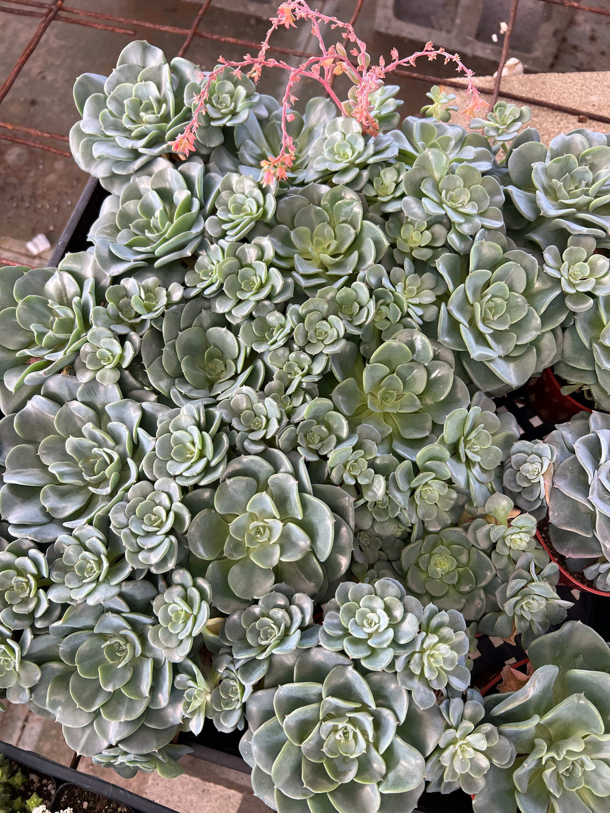 Echeveria 'Galaxy Blue' - Echeveria