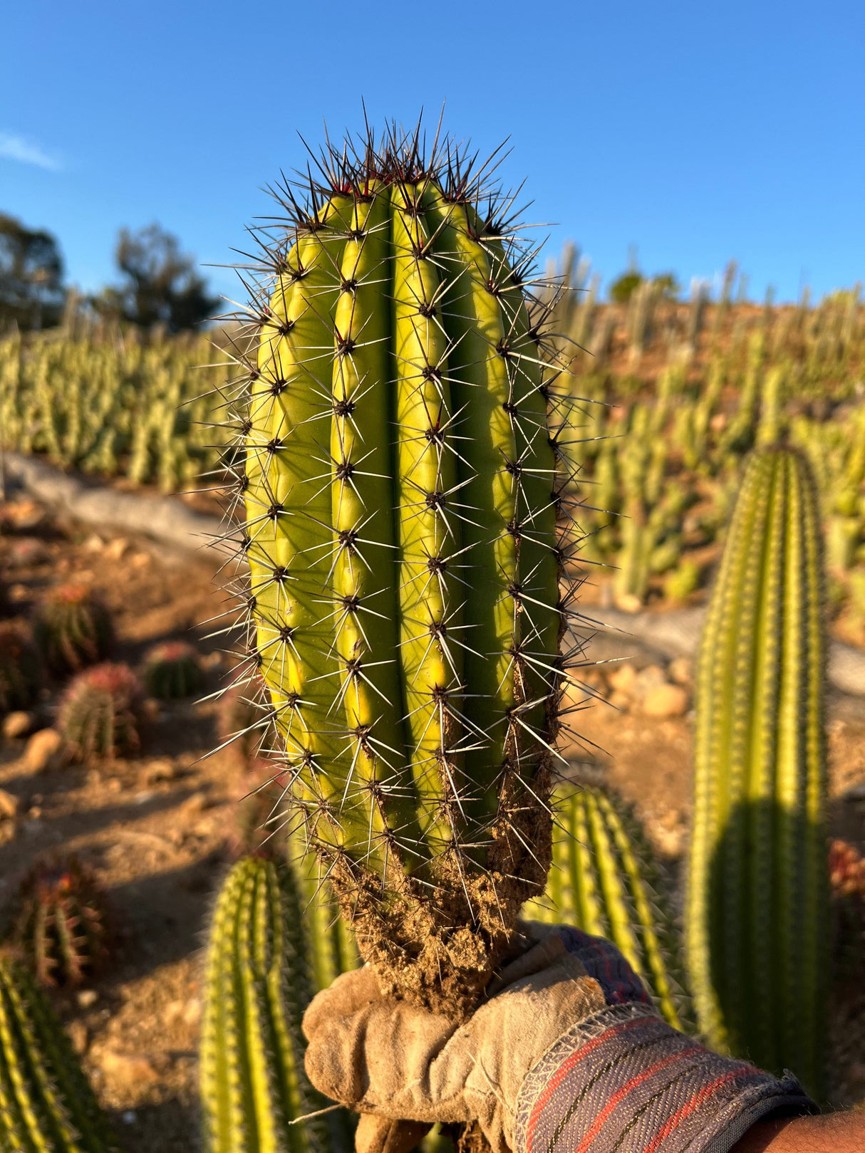 Organ Pipe Cactus - Stenocereus Thurberi