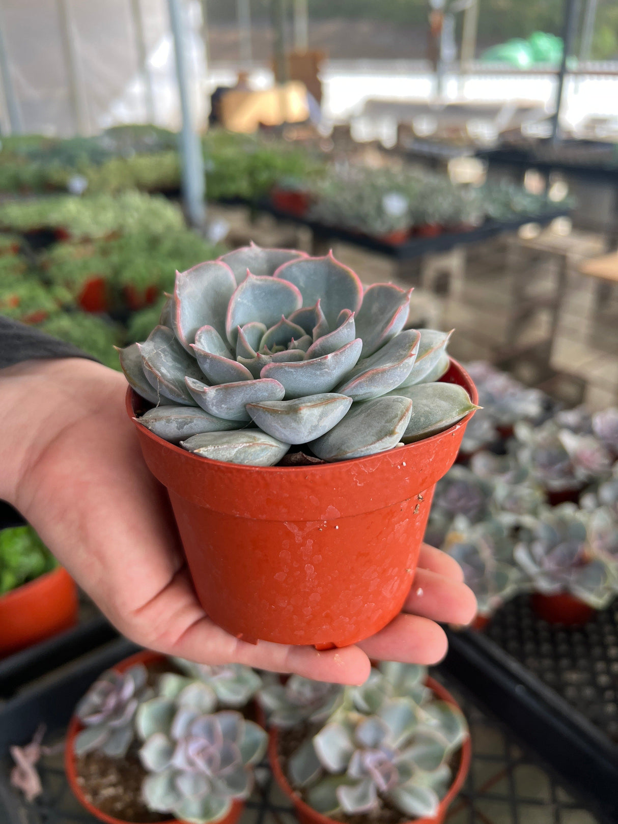 Echeveria 'Pink Hybrid' - Echeveria