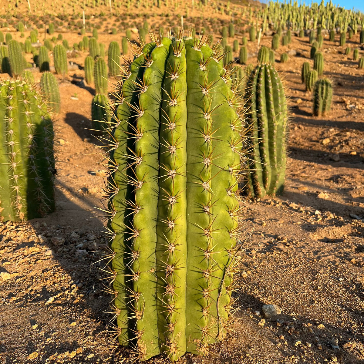 Argentine Saguaro, Echinopsis terscheckii, Trichocereus – CactusWarehouse