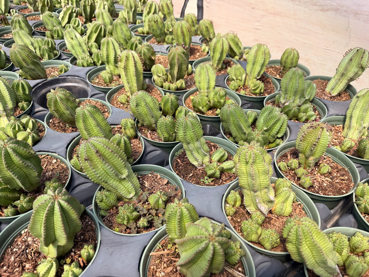 Tanzanian Zipper Plant (Euphorbia anoplia) nursery crop in 4 inch pots, thick ribbed stems with zipper-like banding