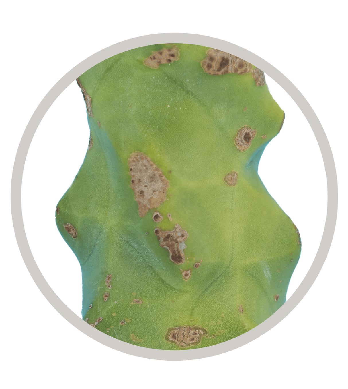 Totem Pole Skinny Form, Lophocereus Schottii Mieckleyanus | Cactus Warehouse | Exotic Cacti Collection & Quality Desert Plants