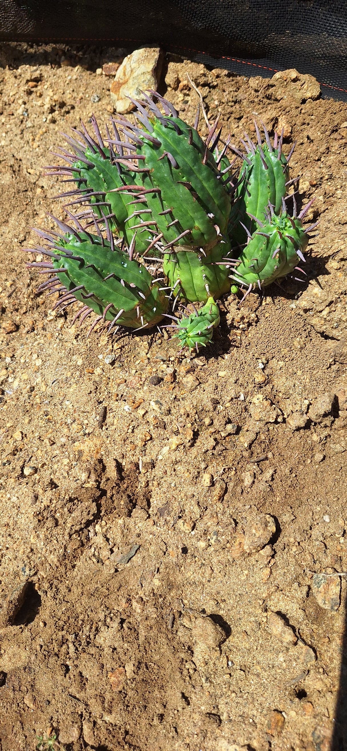 Euphorbia Ferox (Pincushion Euphorbia) 7 node- Euphorbia Ferox