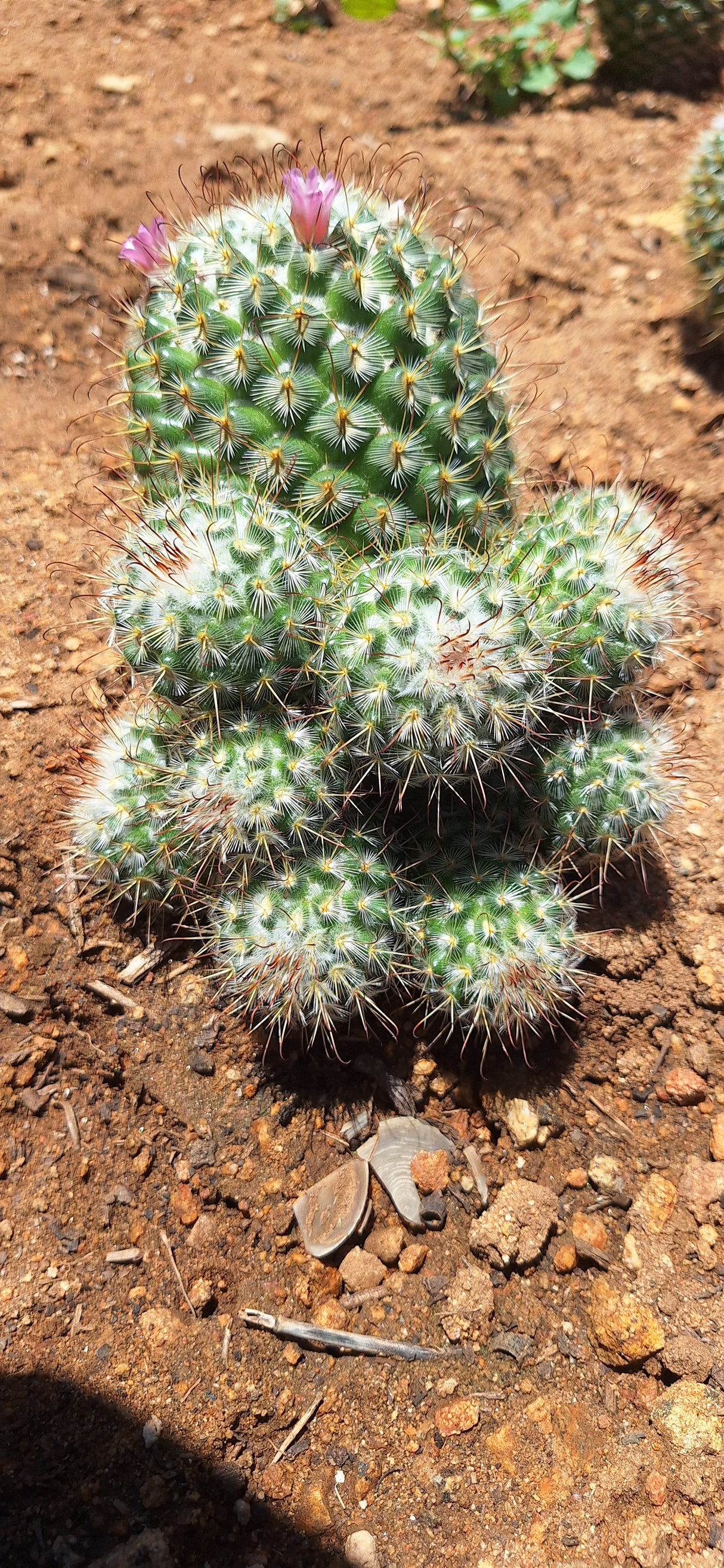 Mammillaria Bombycina 9 Clump Cluster