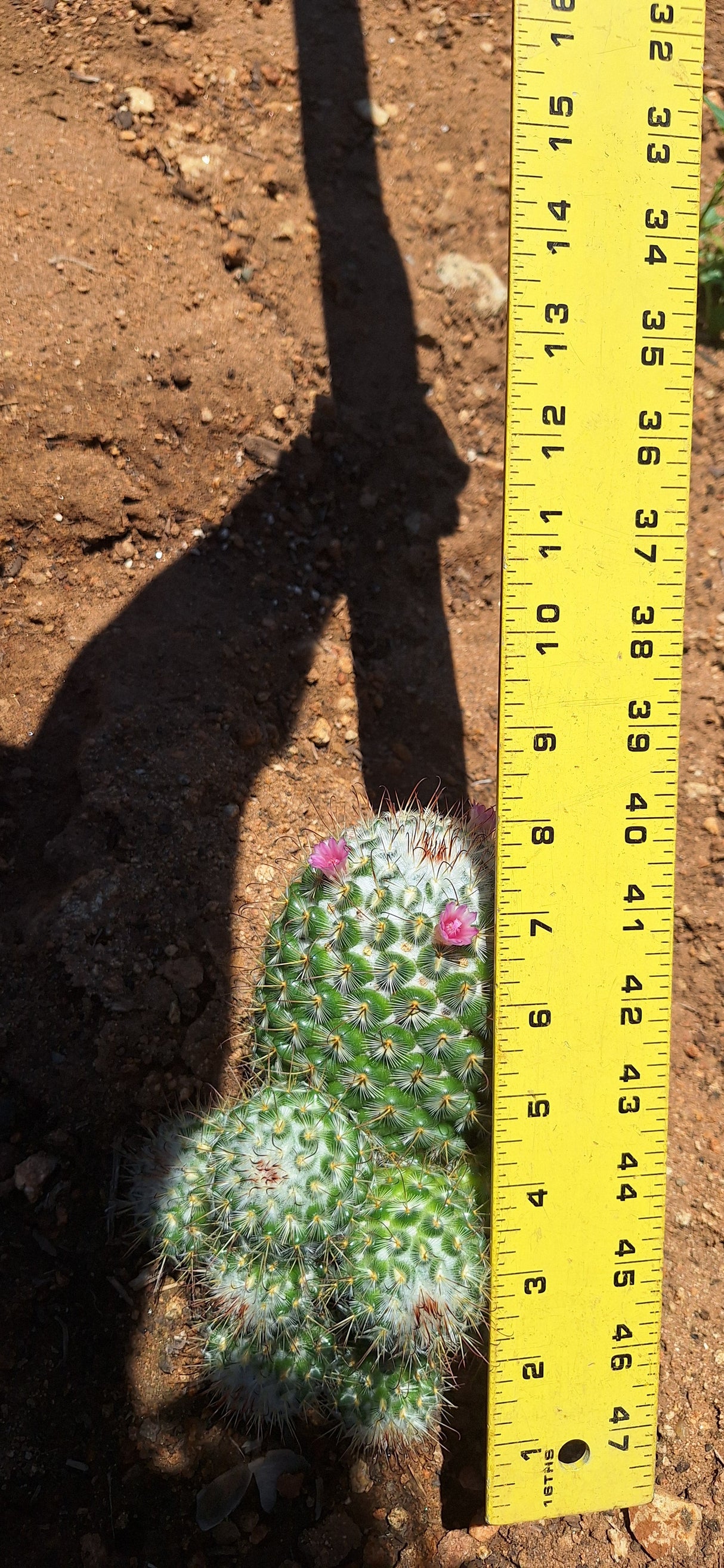 Mammillaria Bombycina 9 Clump Cluster