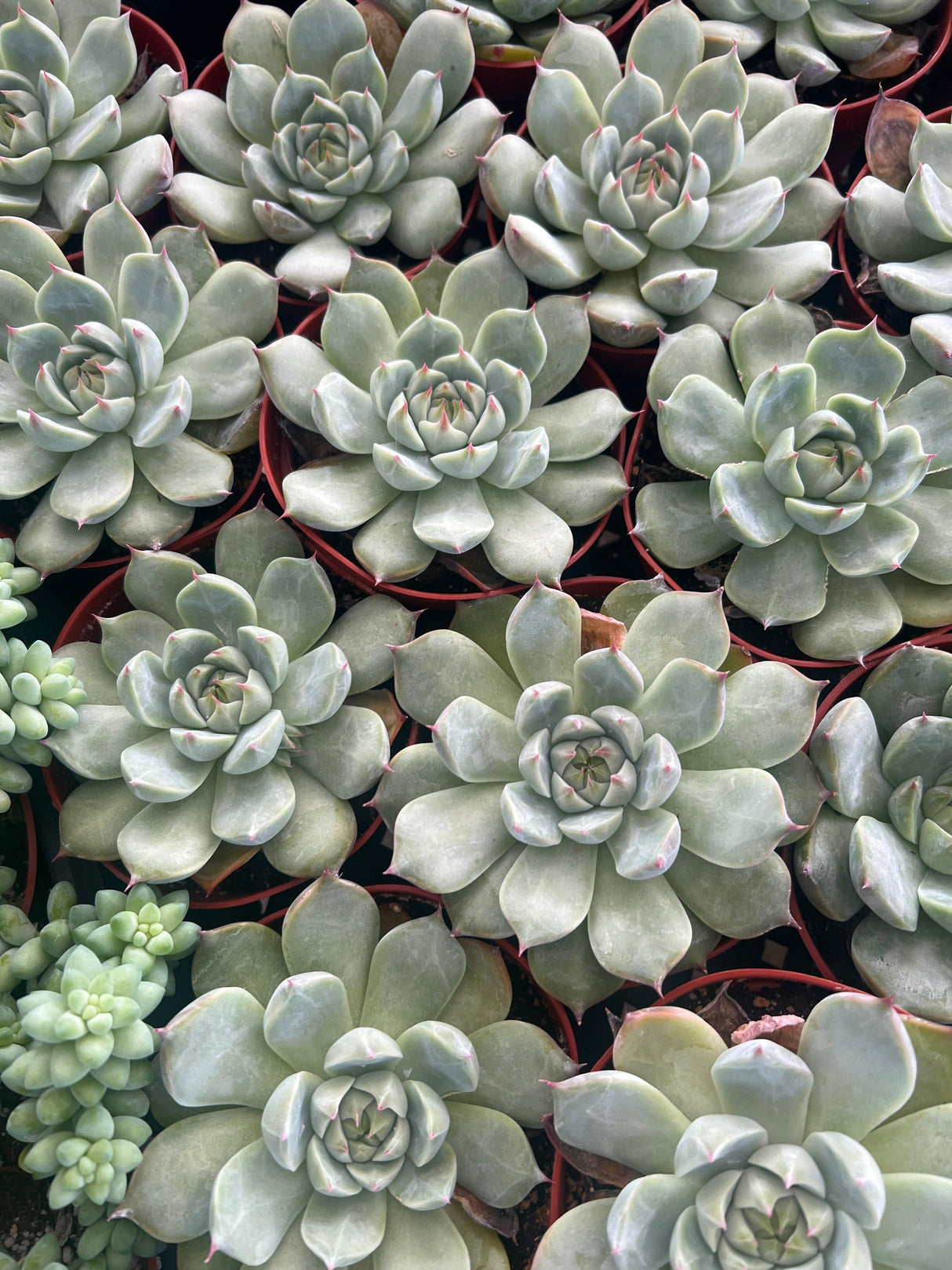 Echeveria 'Tippy' - Echeveria