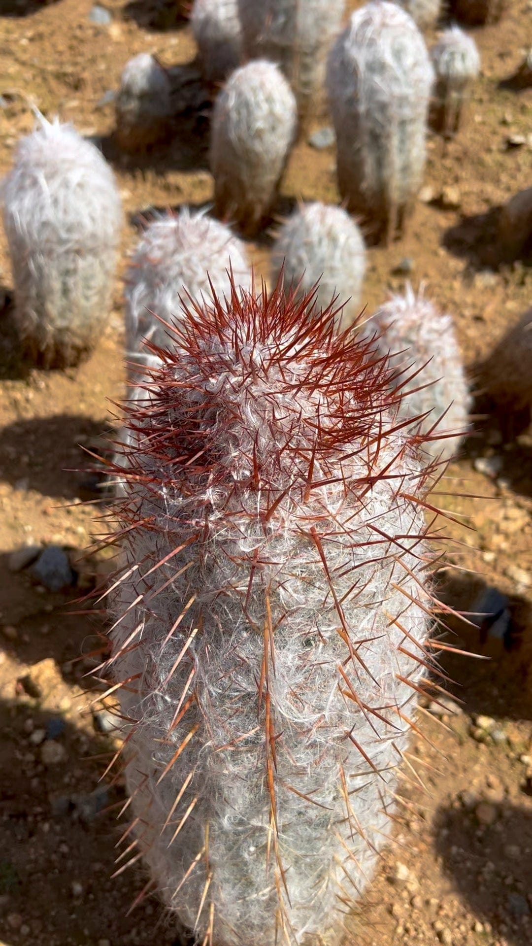 Old Man of the Mountain Cactus - Oreocereus Trollii