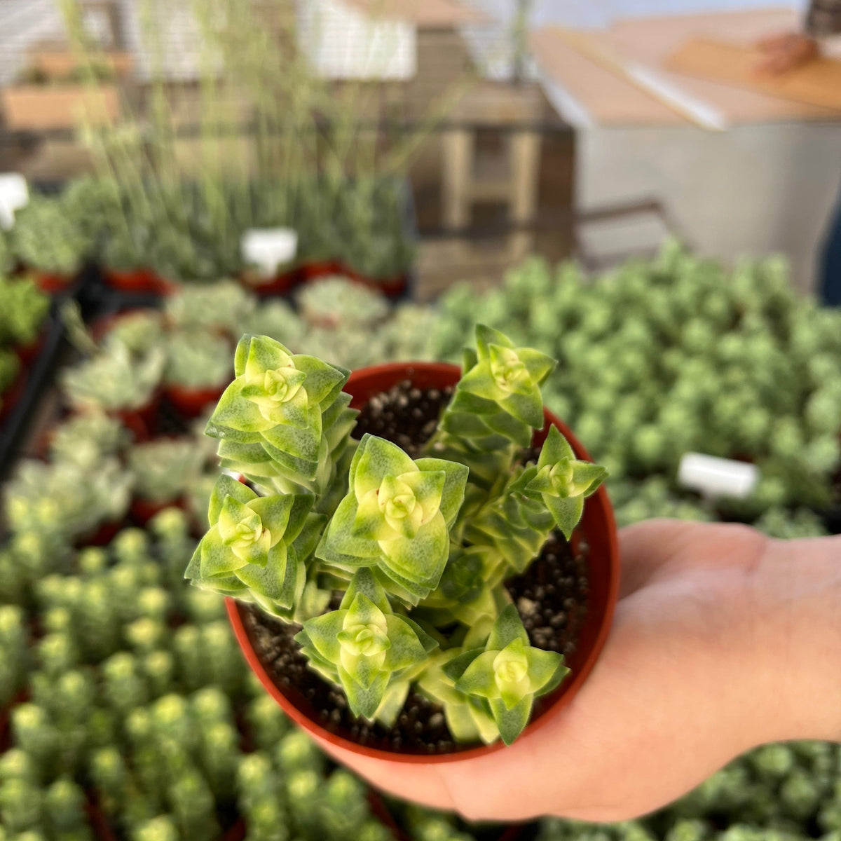 crassula perforata succulent Variegated String of Buttons