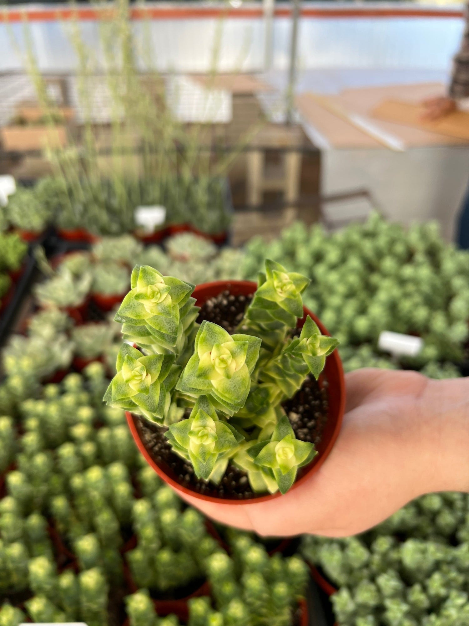 Variegated String of Buttons - Crassula Perforata Variegata