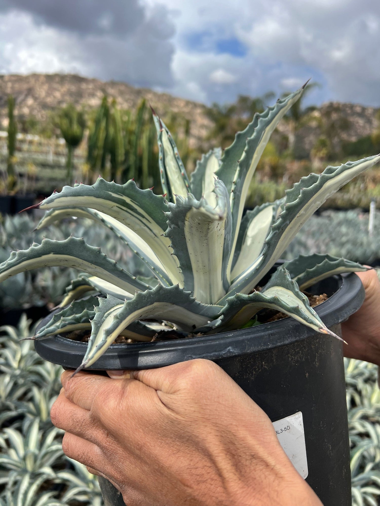 White Striped Century Plant - Agave medio-picta 'Alba'