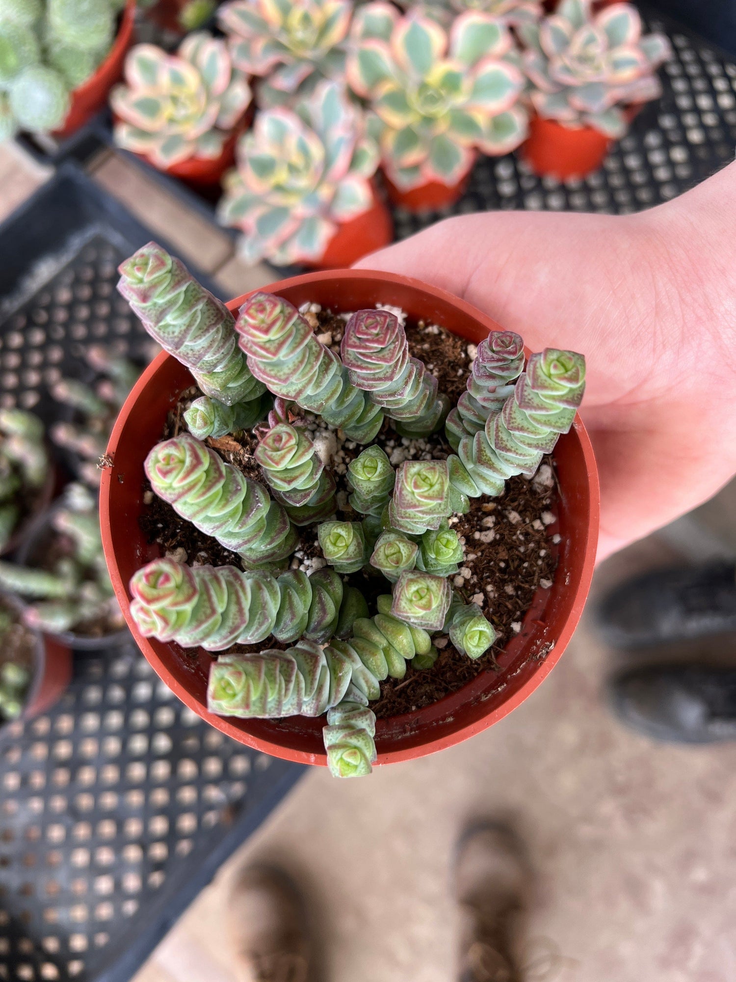 Crassula 'Baby’s Necklace' - Crassula