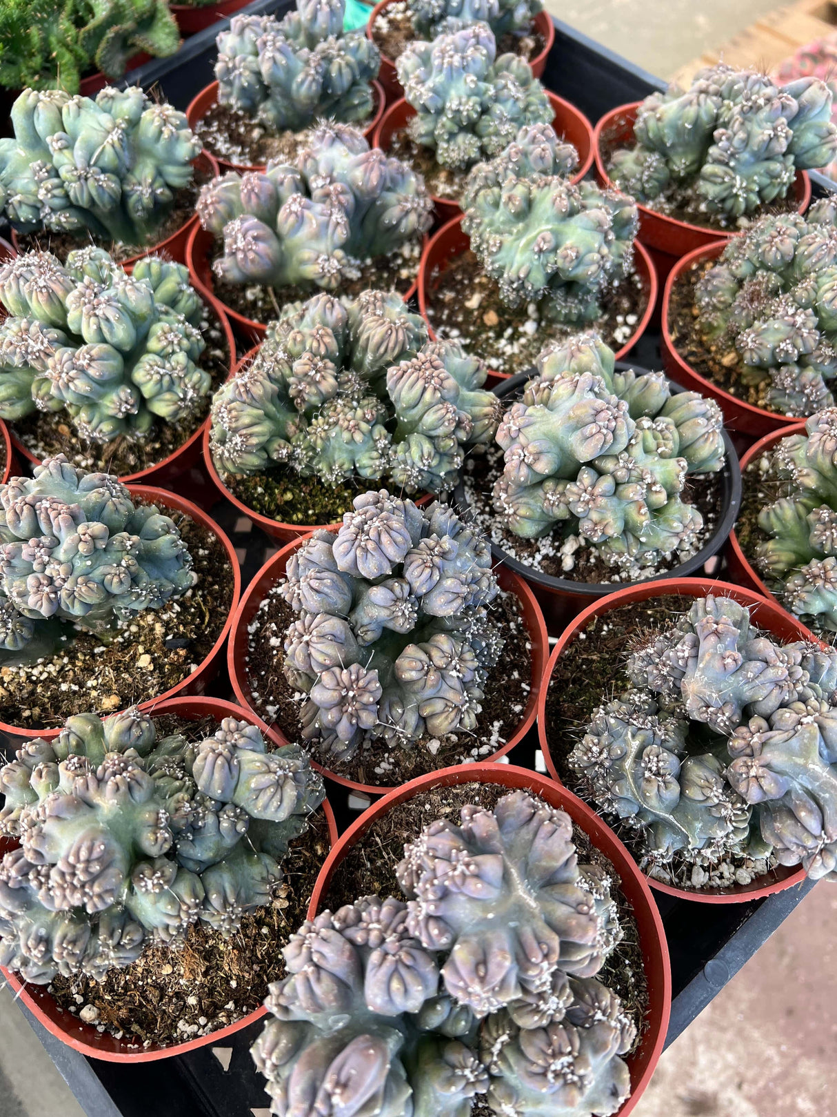 Cereus forbesii monstrose - 'Ming Thing'