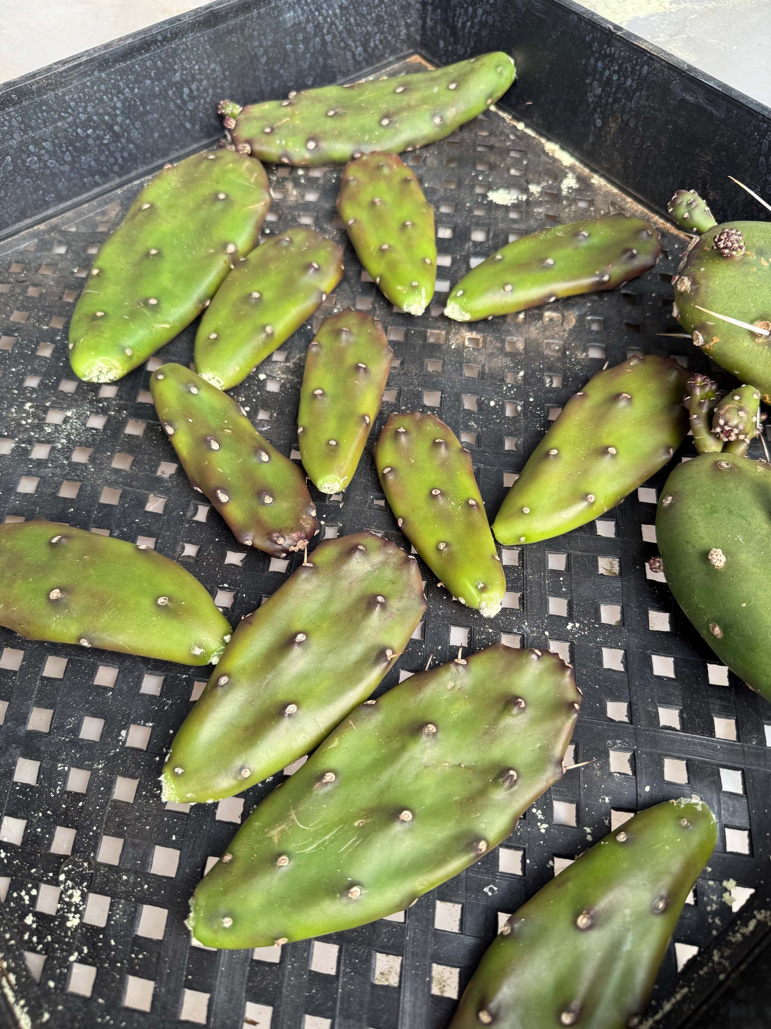 Opuntia elata
