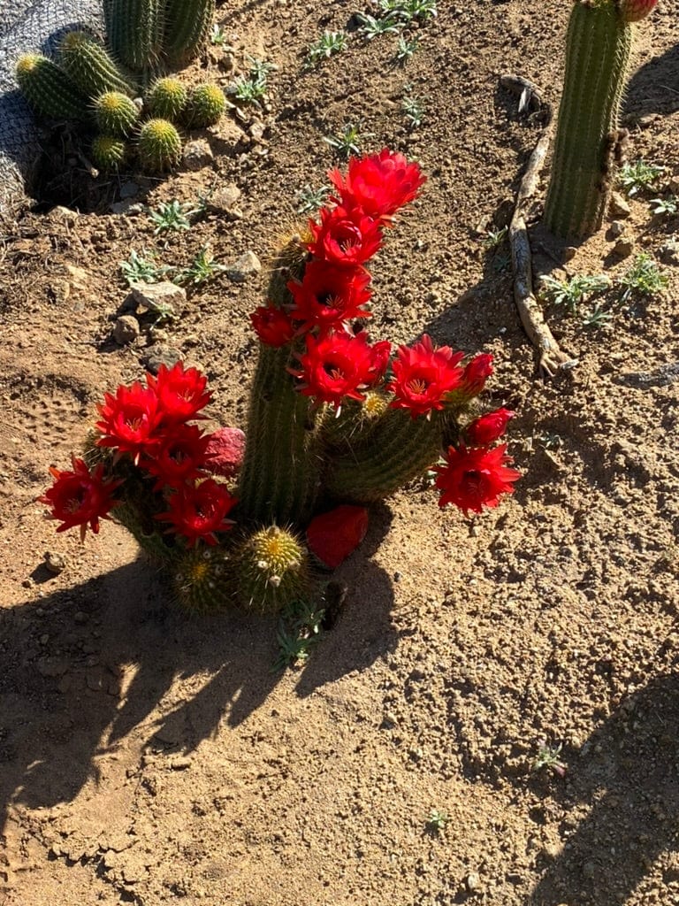 Red Trichocereus Hybrid - Echinopsis hybrid
