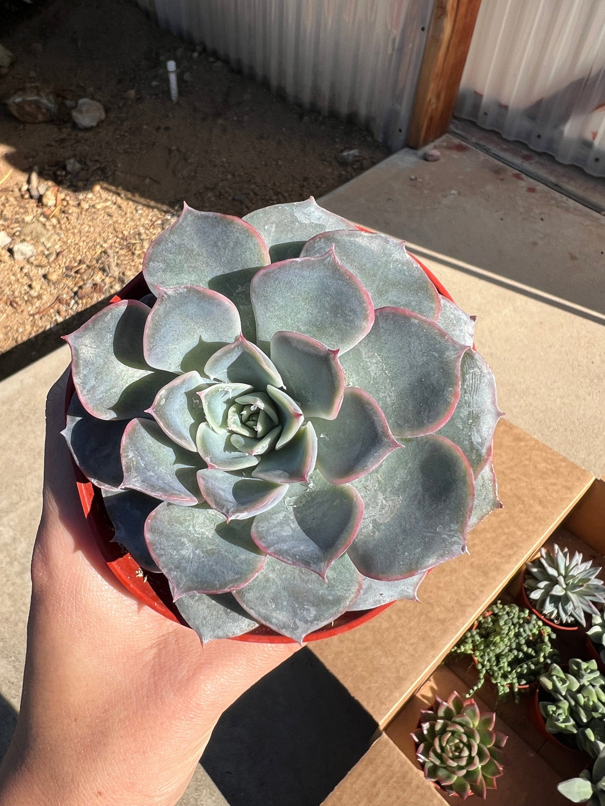 Mixed Succulent Starter Bundle