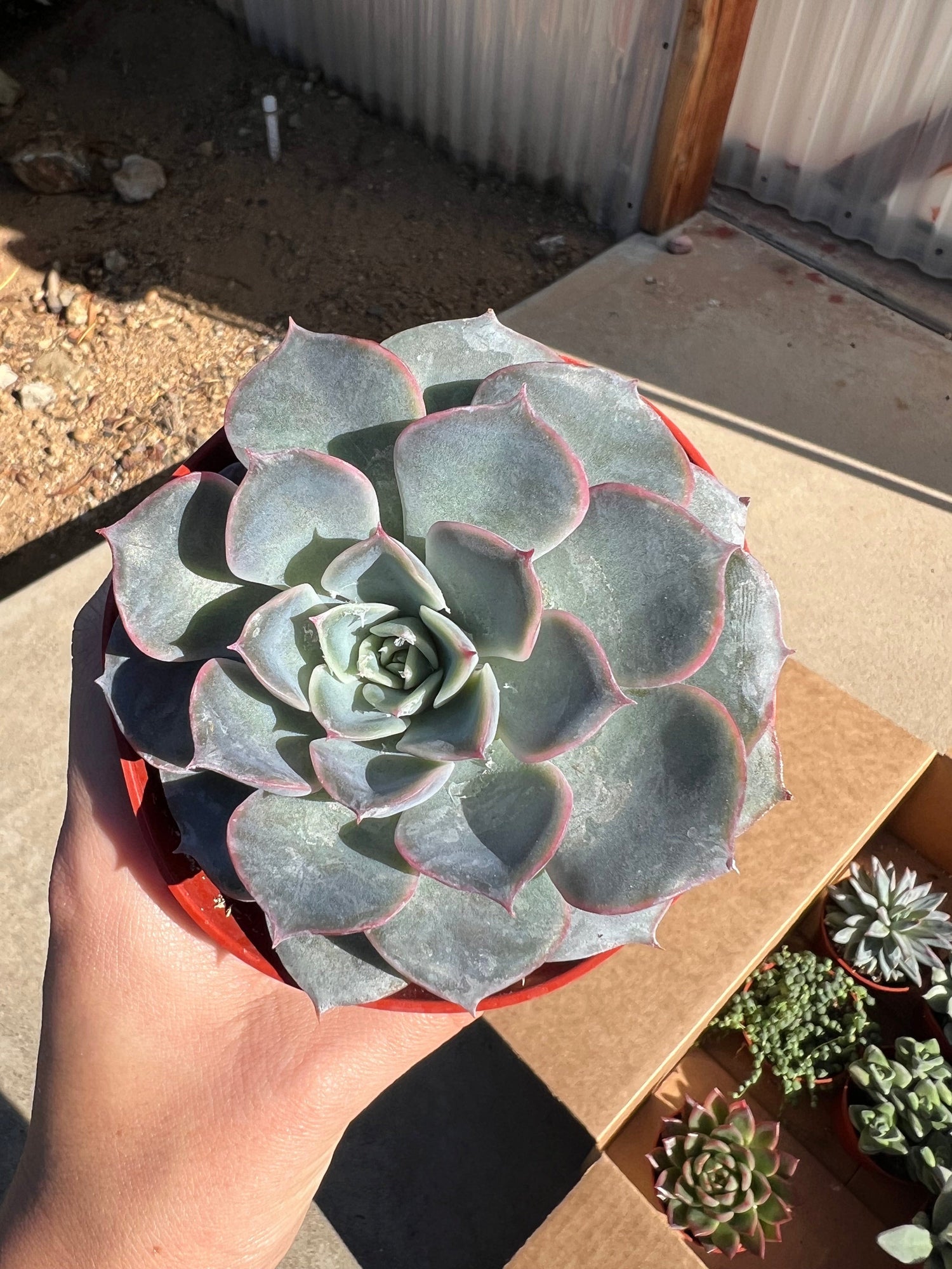 Mixed Succulent Starter Bundle
