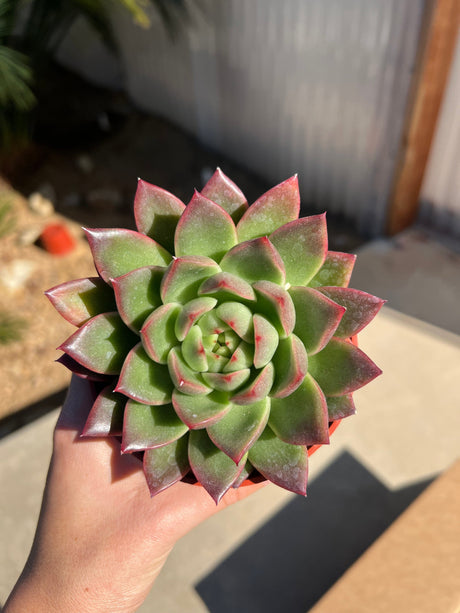 Mixed Succulent Starter Bundle