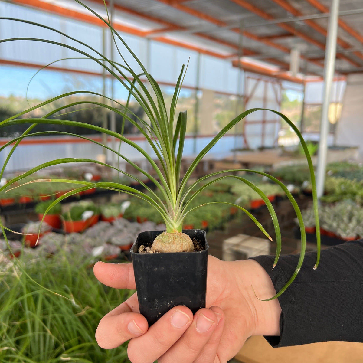 cactus mix for ponytail palm Ponytail Palm
