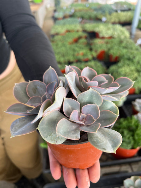 Echeveria 'Perle von Nurnberg' - Echeveria