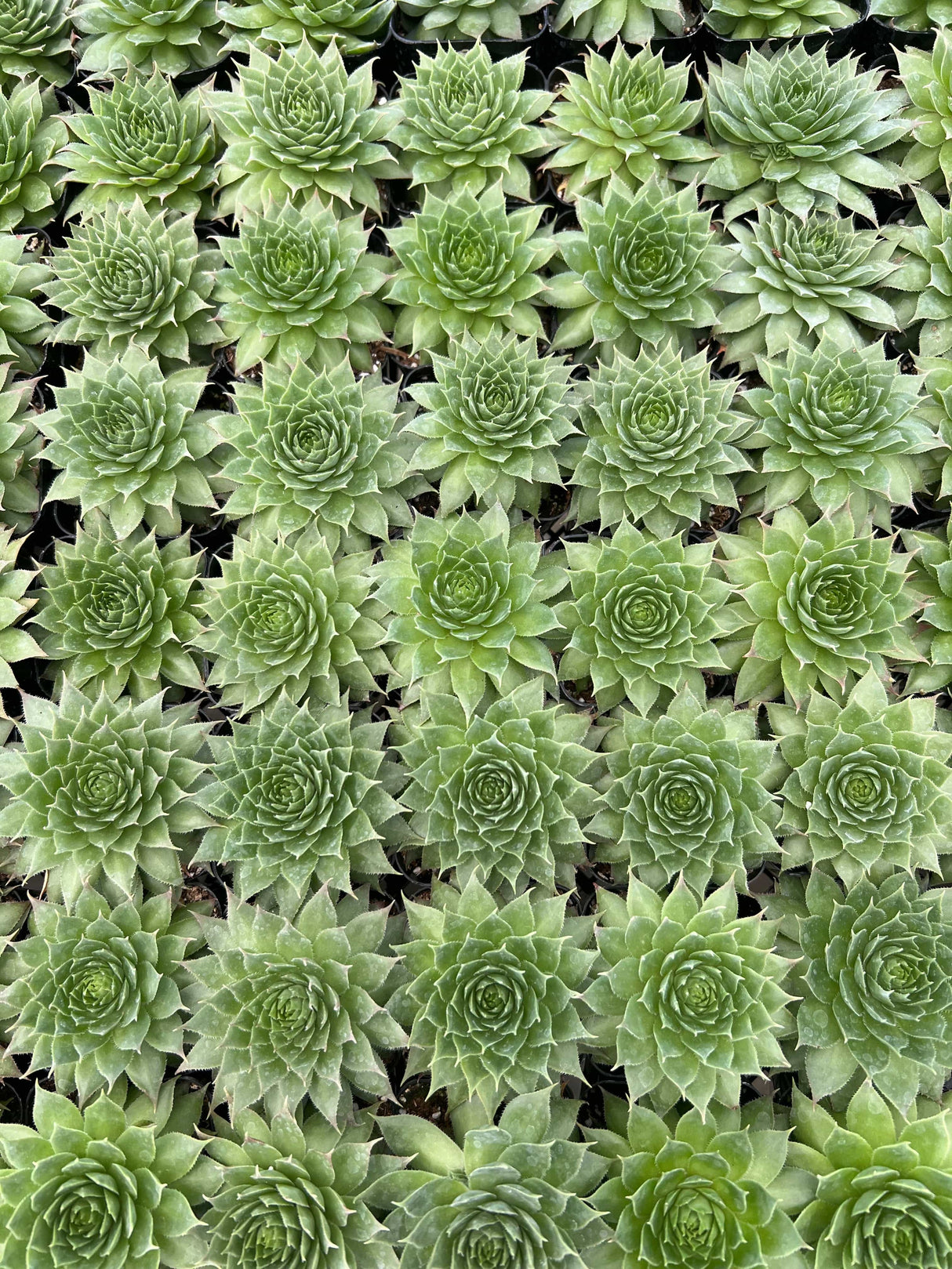 Hens and Chicks - Sempervivum Tectorum