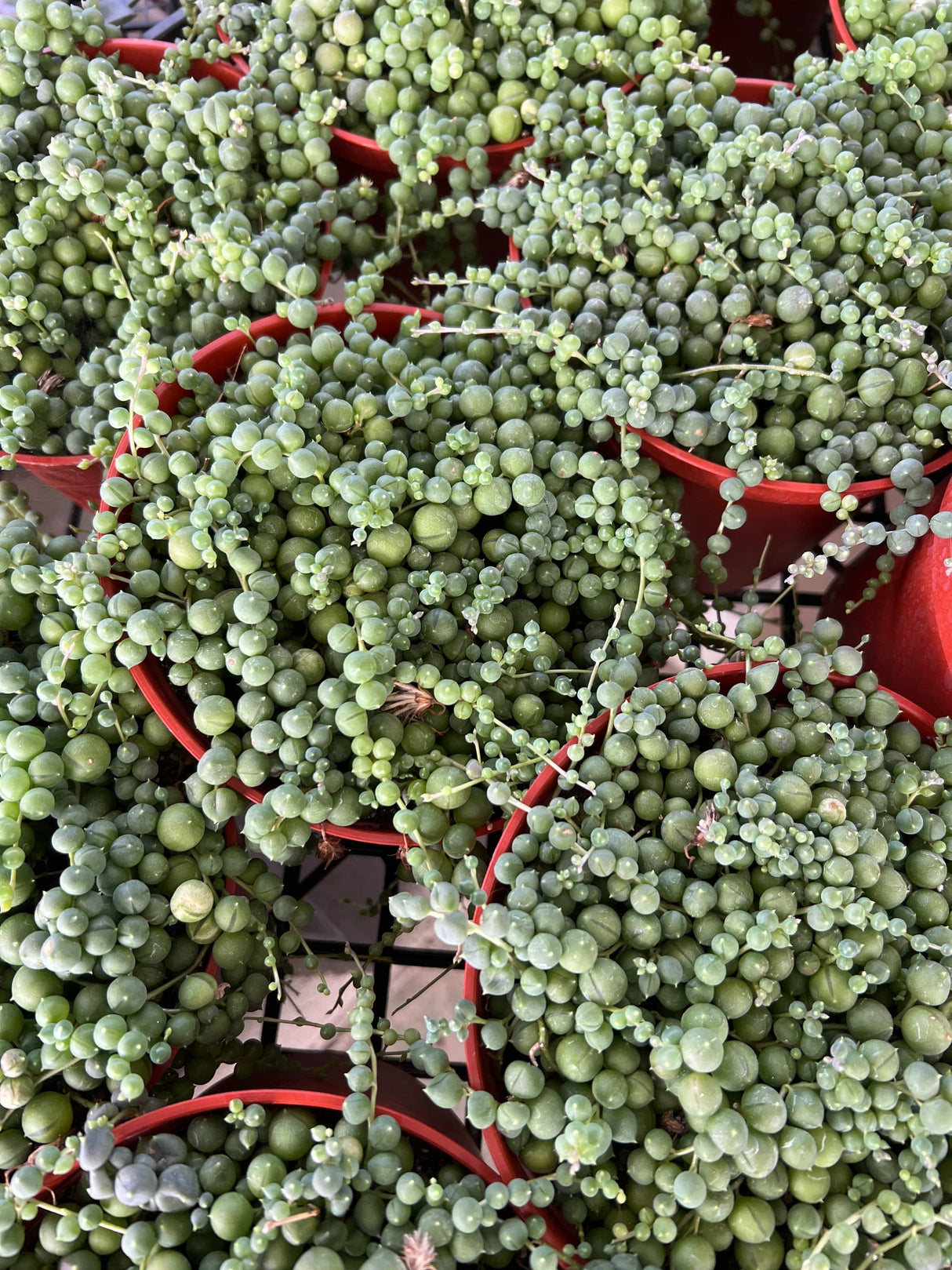 String of Pearls - Senecio Rowleyanus