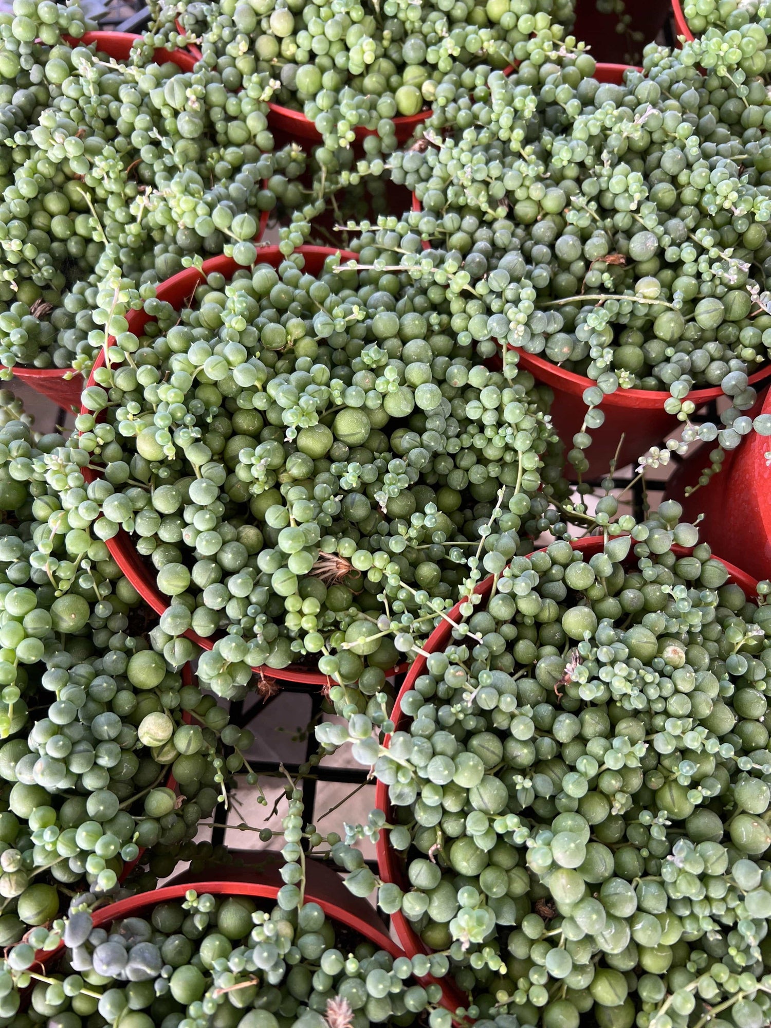 String of Pearls - Senecio Rowleyanus