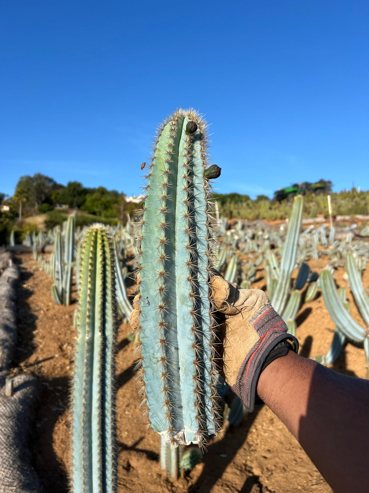 Brazilian Blue Cactus - Pilosocereus Azureus