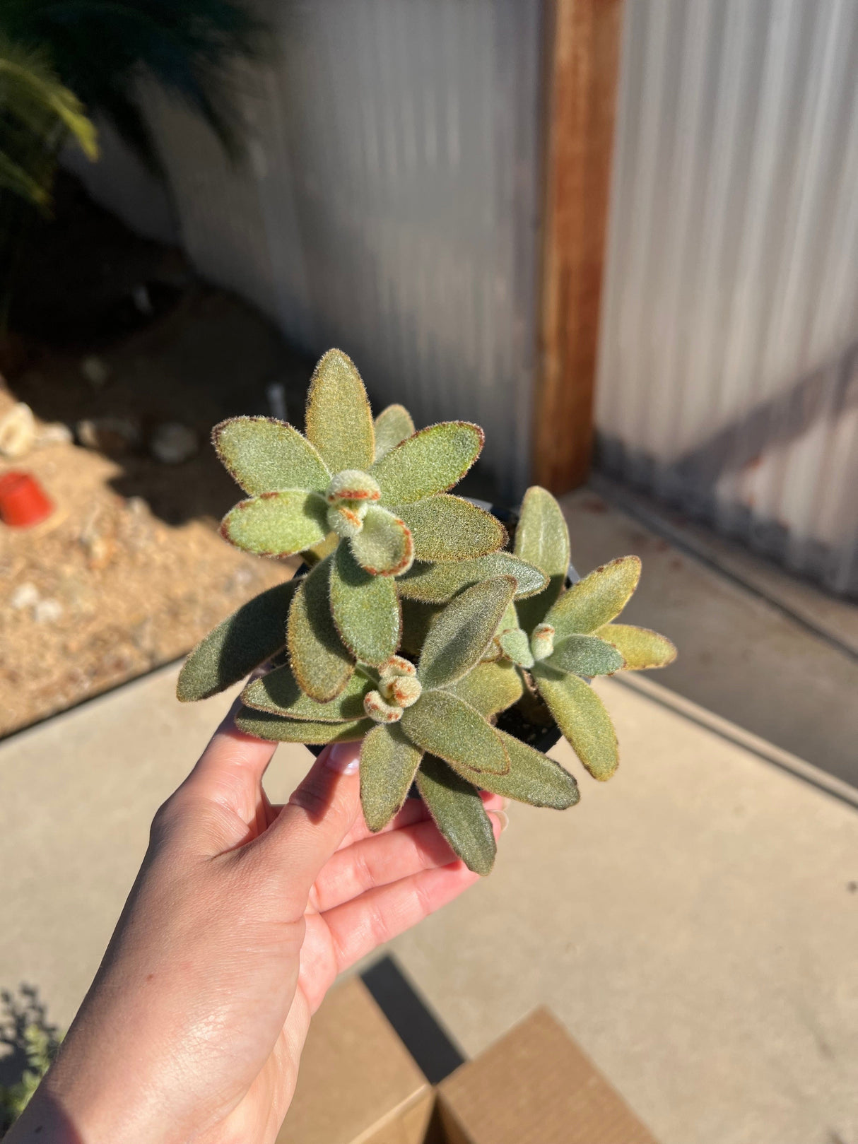 Mixed Fuzzy & Variegated Succulent Bundle