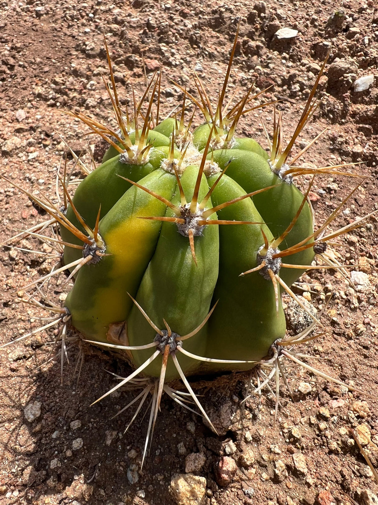 Variegated Cardon Grande Cactus - Trichocereus Terscheckii