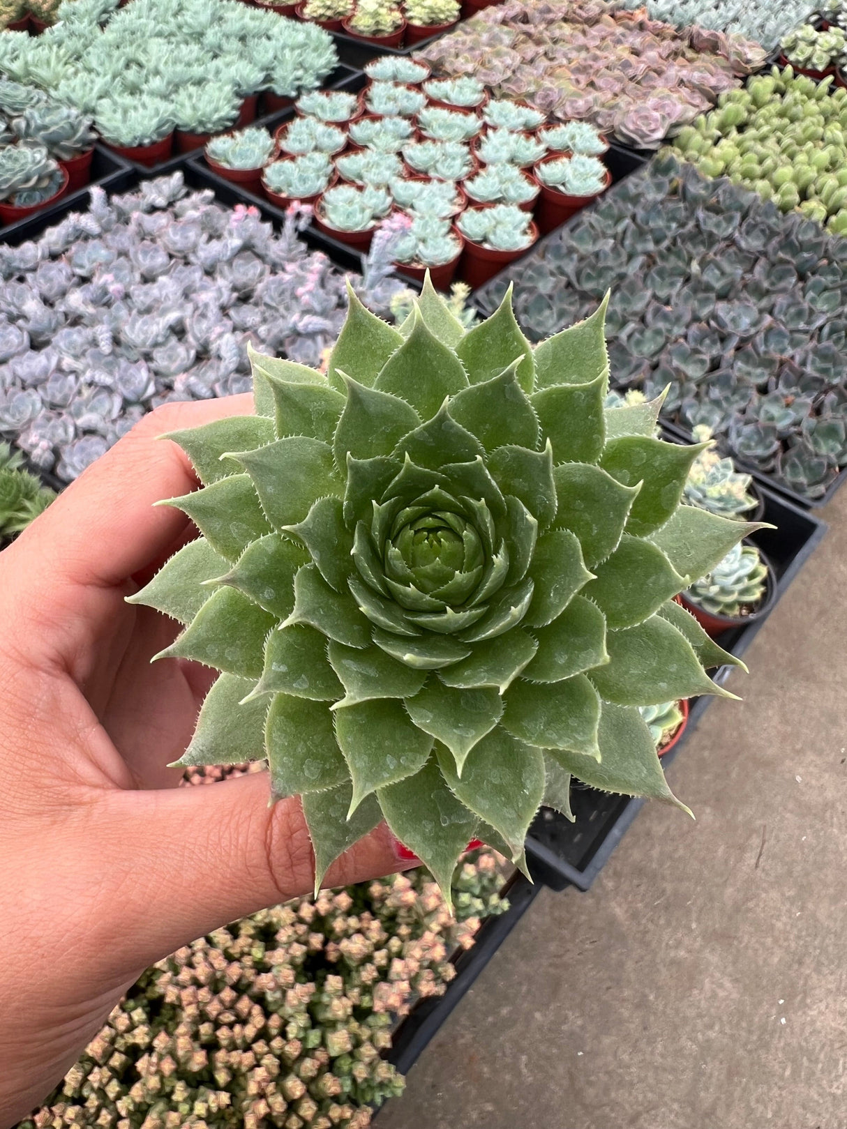 Hens and Chicks - Sempervivum Tectorum