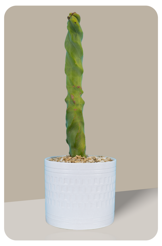 Totem Pole Skinny Form, Lophocereus Schottii Mieckleyanus | Cactus Warehouse | Exotic Cacti Collection & Quality Desert Plants