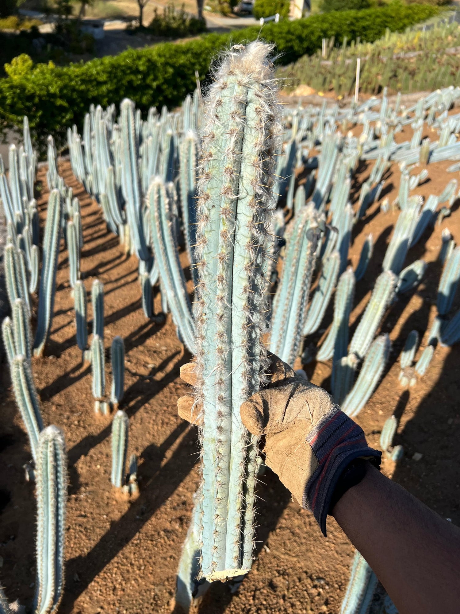 Blue Torch Cactus - Pilosocereus Pachycladus