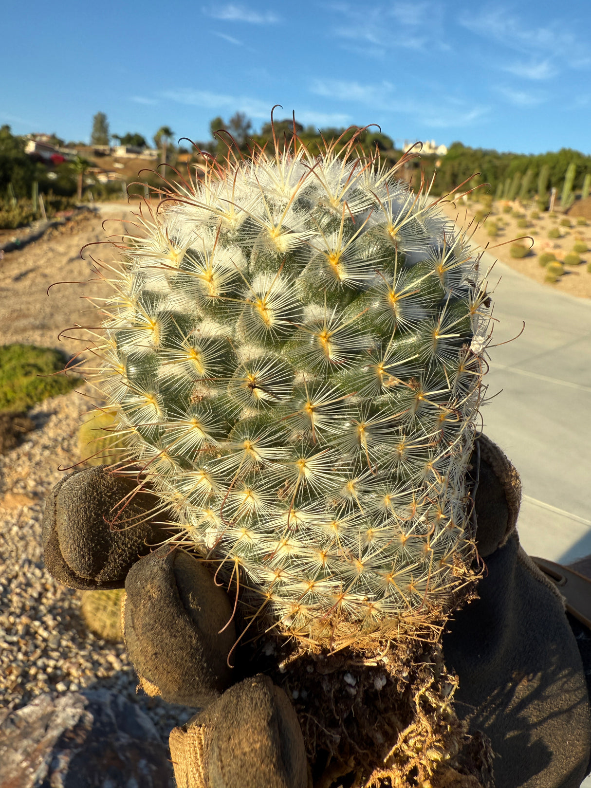 Mammillaria - bombycina