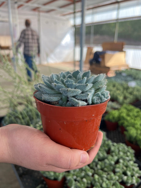 Mexican Firecracker Succulent - Echeveria Setosa var Minor