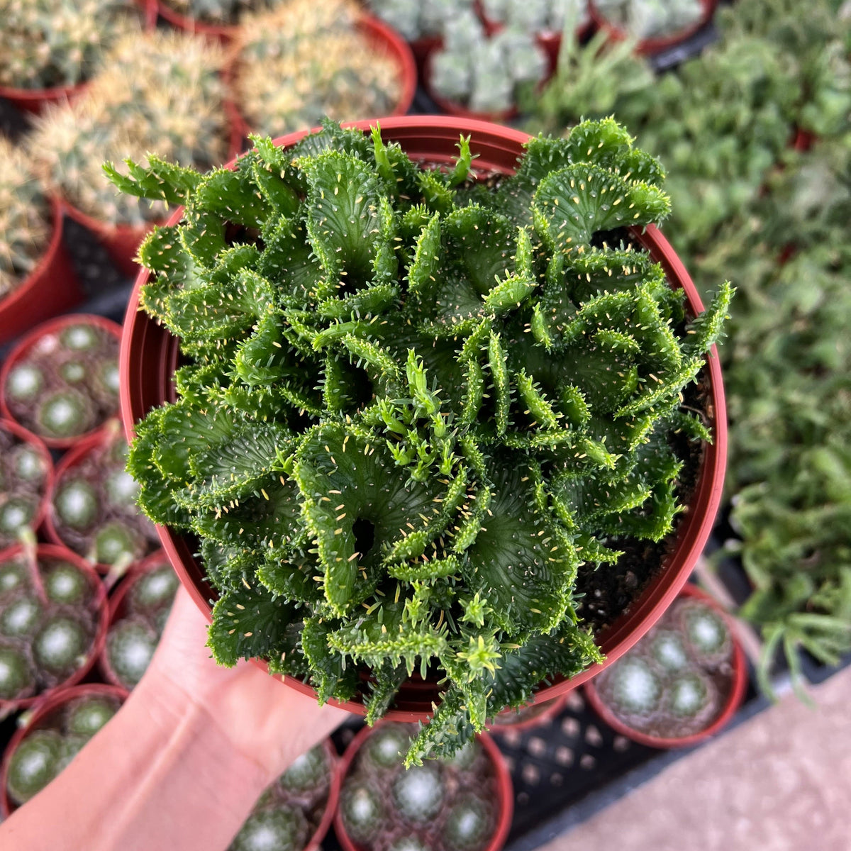 Green Coral Succulent