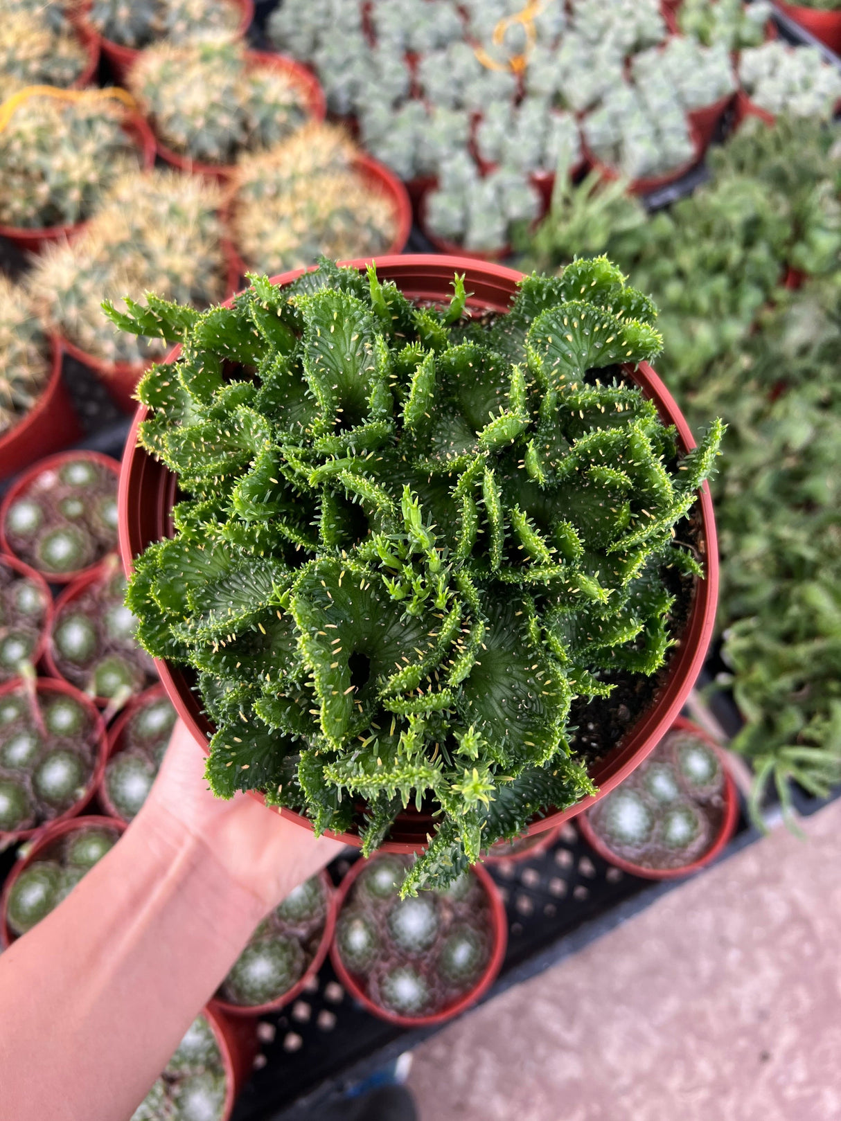 Green Coral Succulent - Euphorbia flanaganii f. cristata