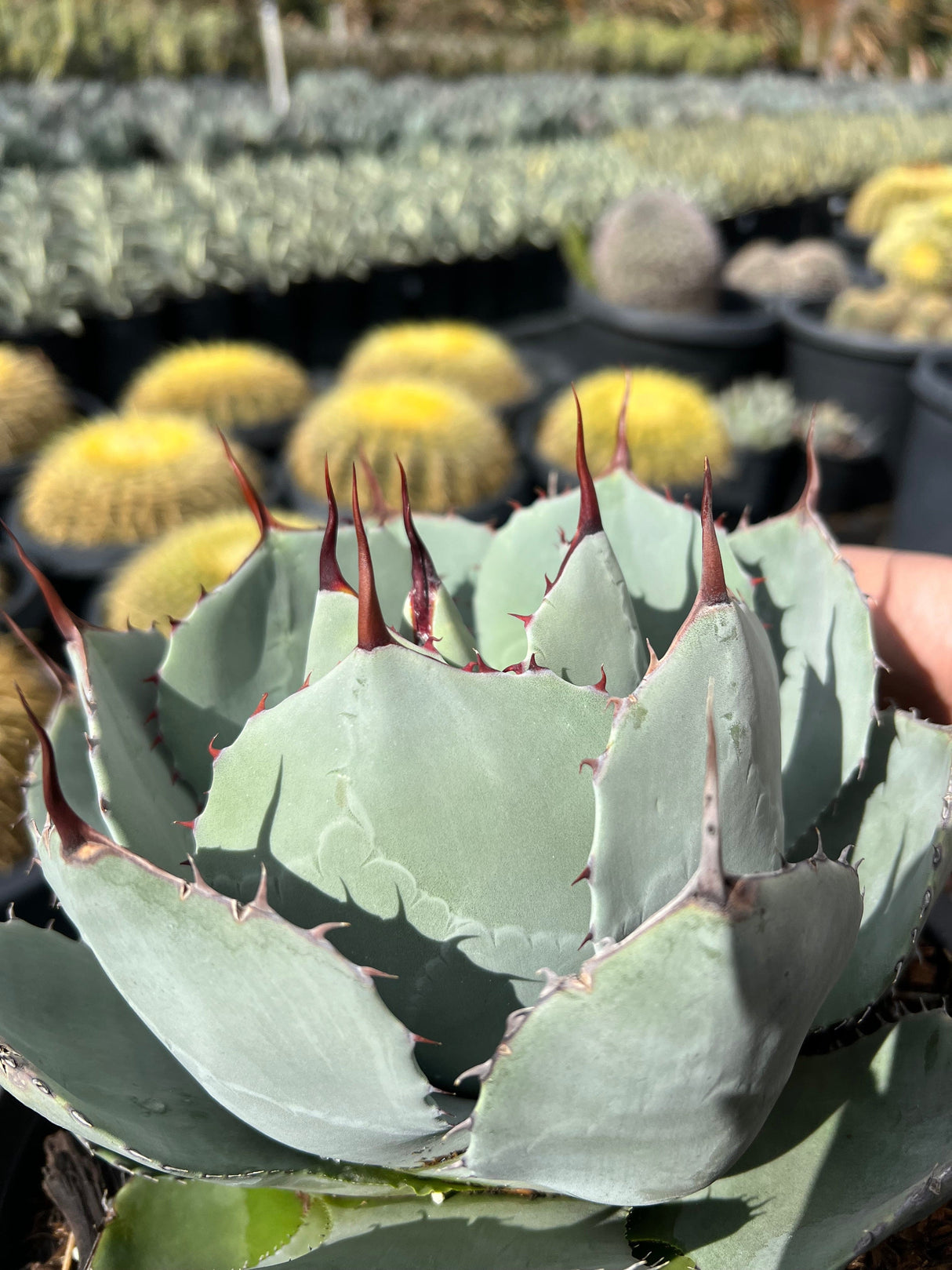 Artichoke Agave - Agave parryi