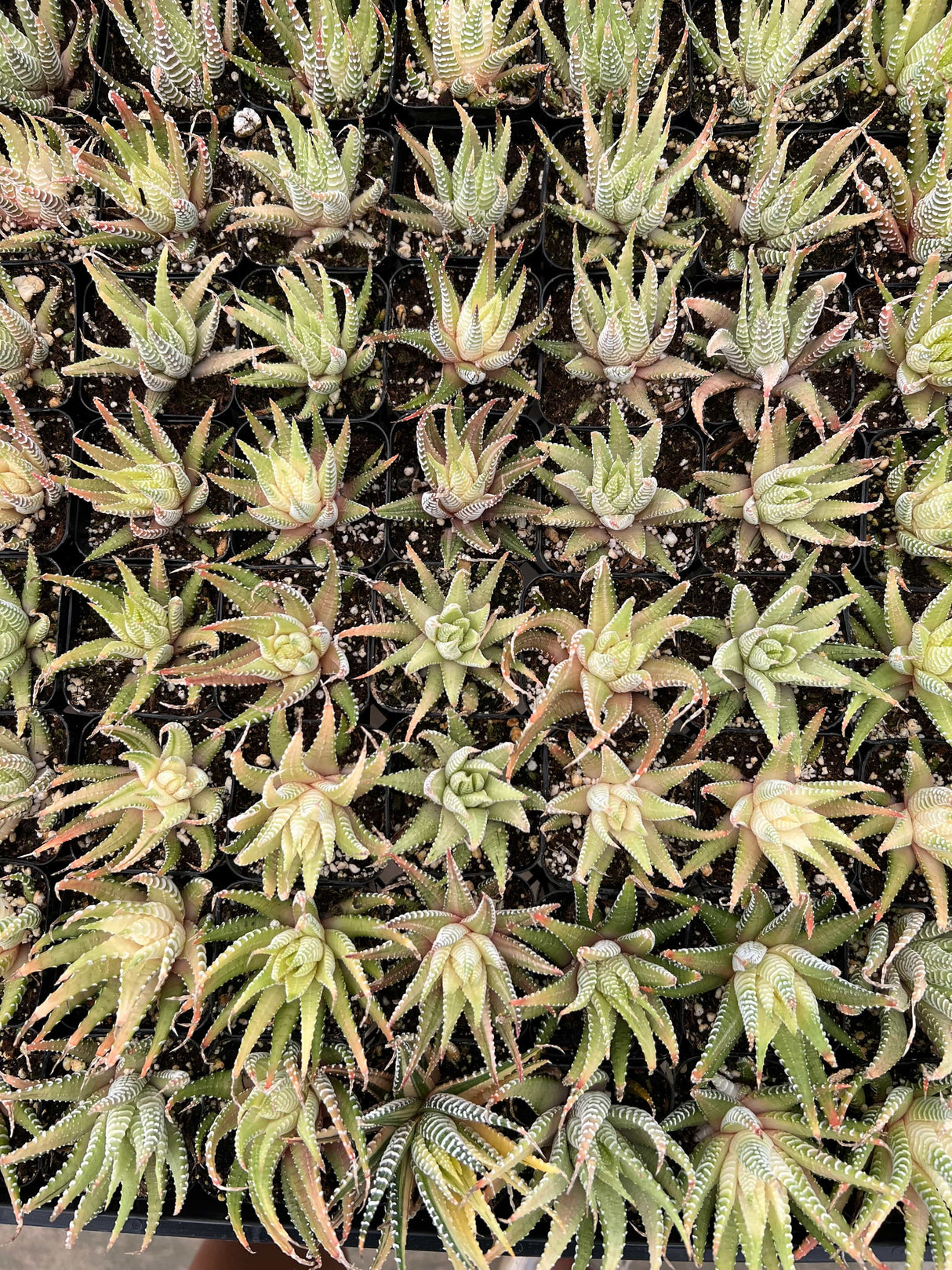 Variegated Zebra Plant - Hawothia fasciata variegata