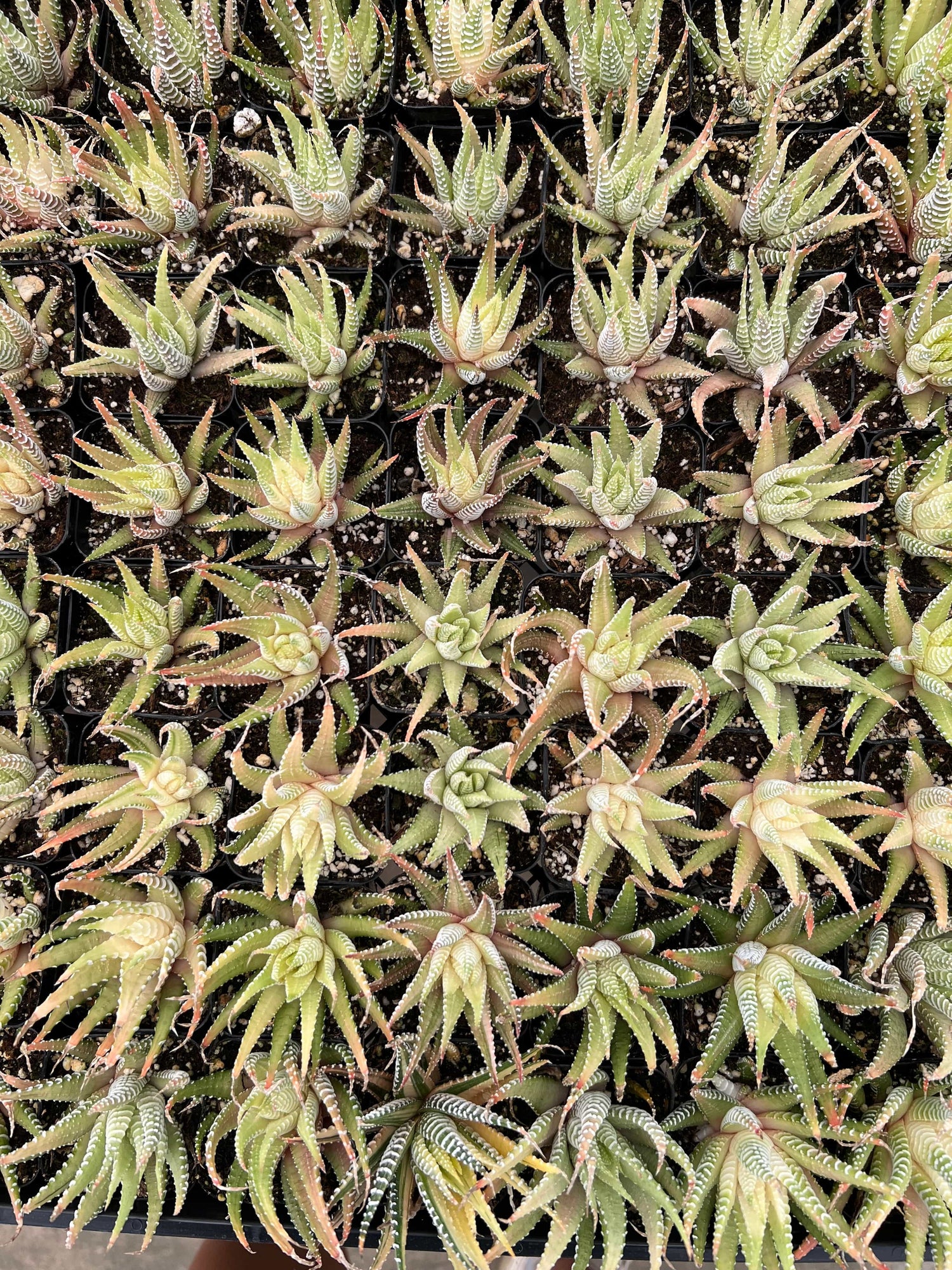Variegated Zebra Plant - Hawothia fasciata variegata
