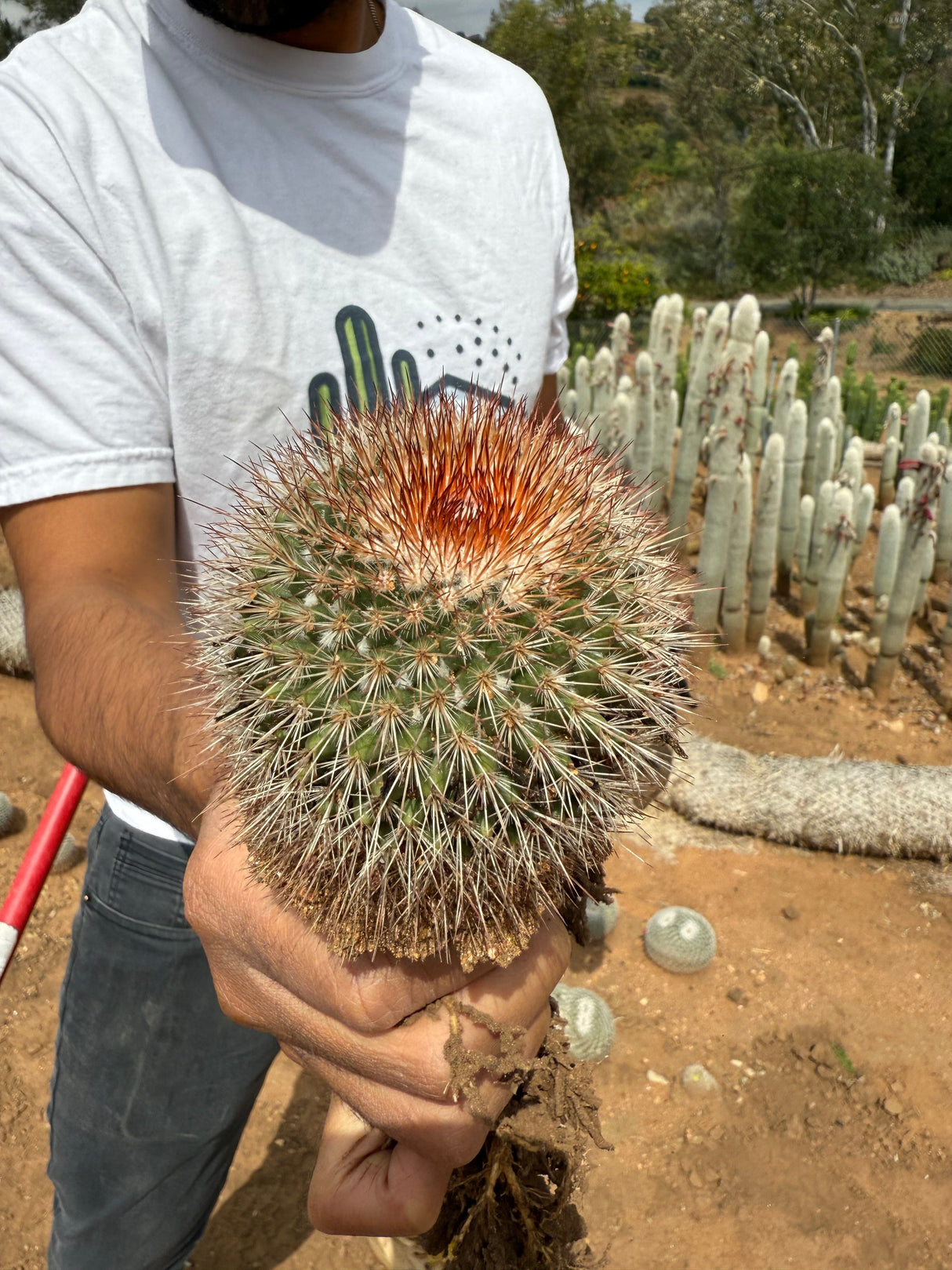Mammillaria spinosissima - Redheaded Irishman