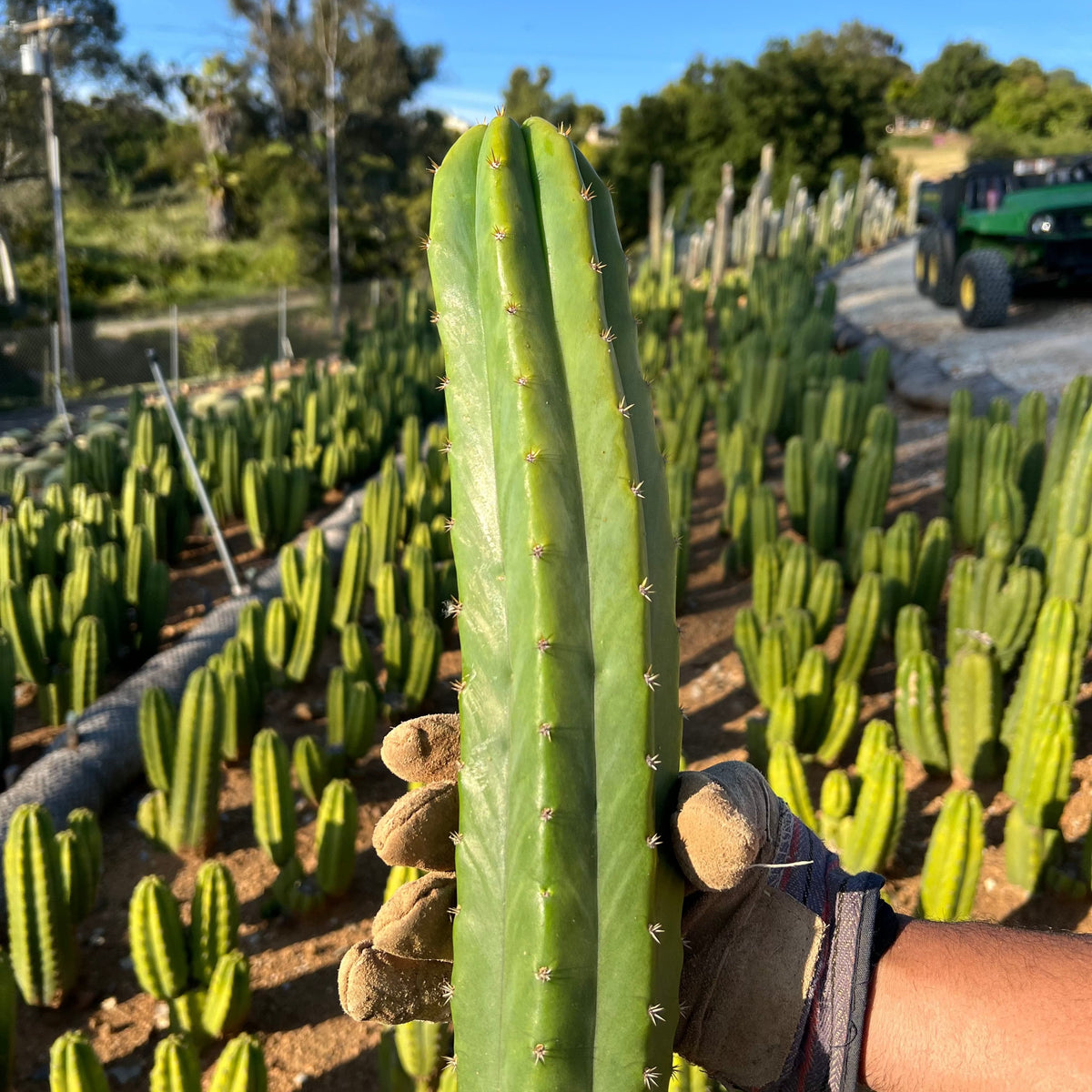 san pedro cactus buy online 6-9" San Pedro (Echinopsis pachanoi) Cactus Cutting