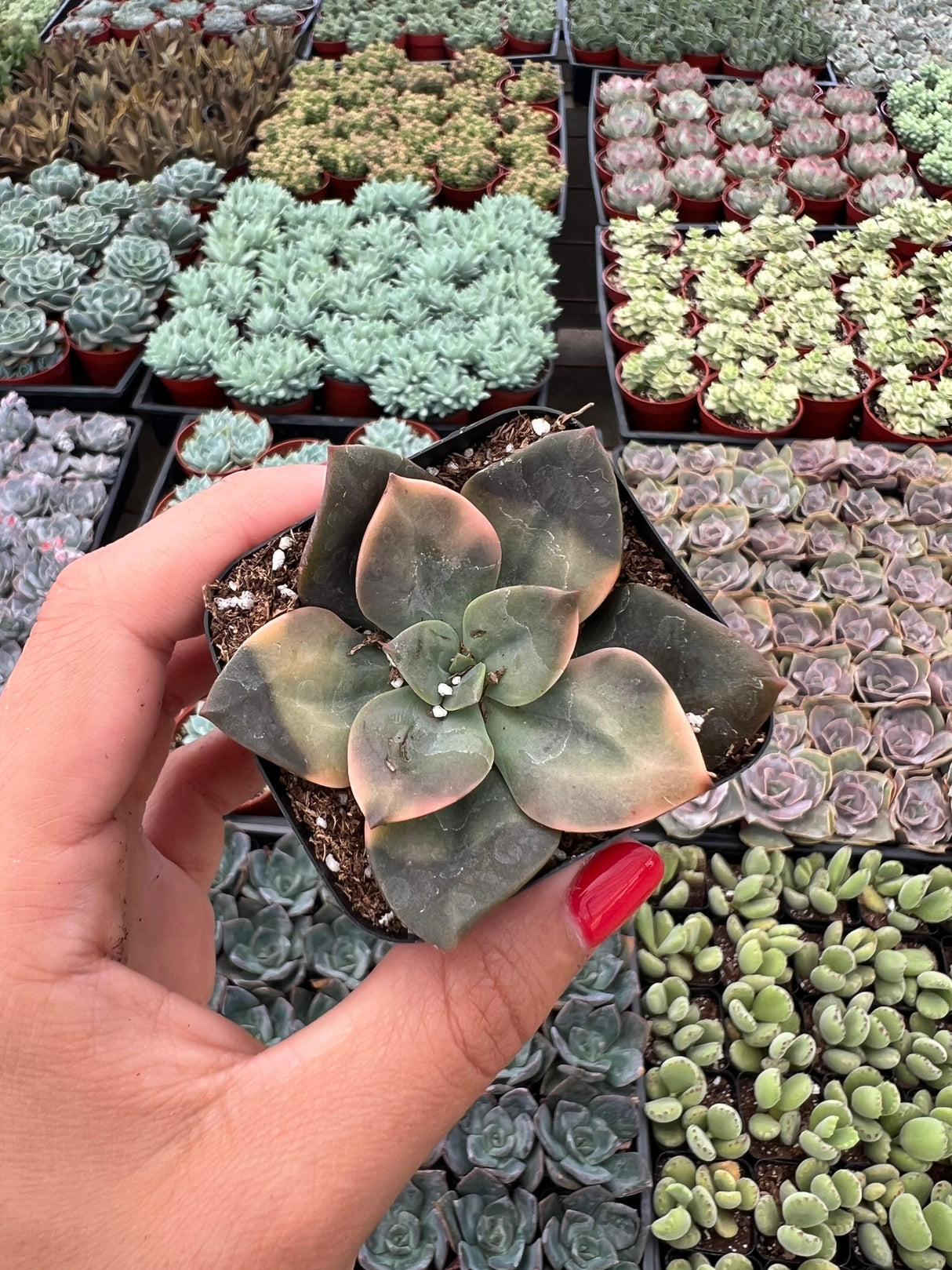Echeveria 'Chroma' - Echeveria