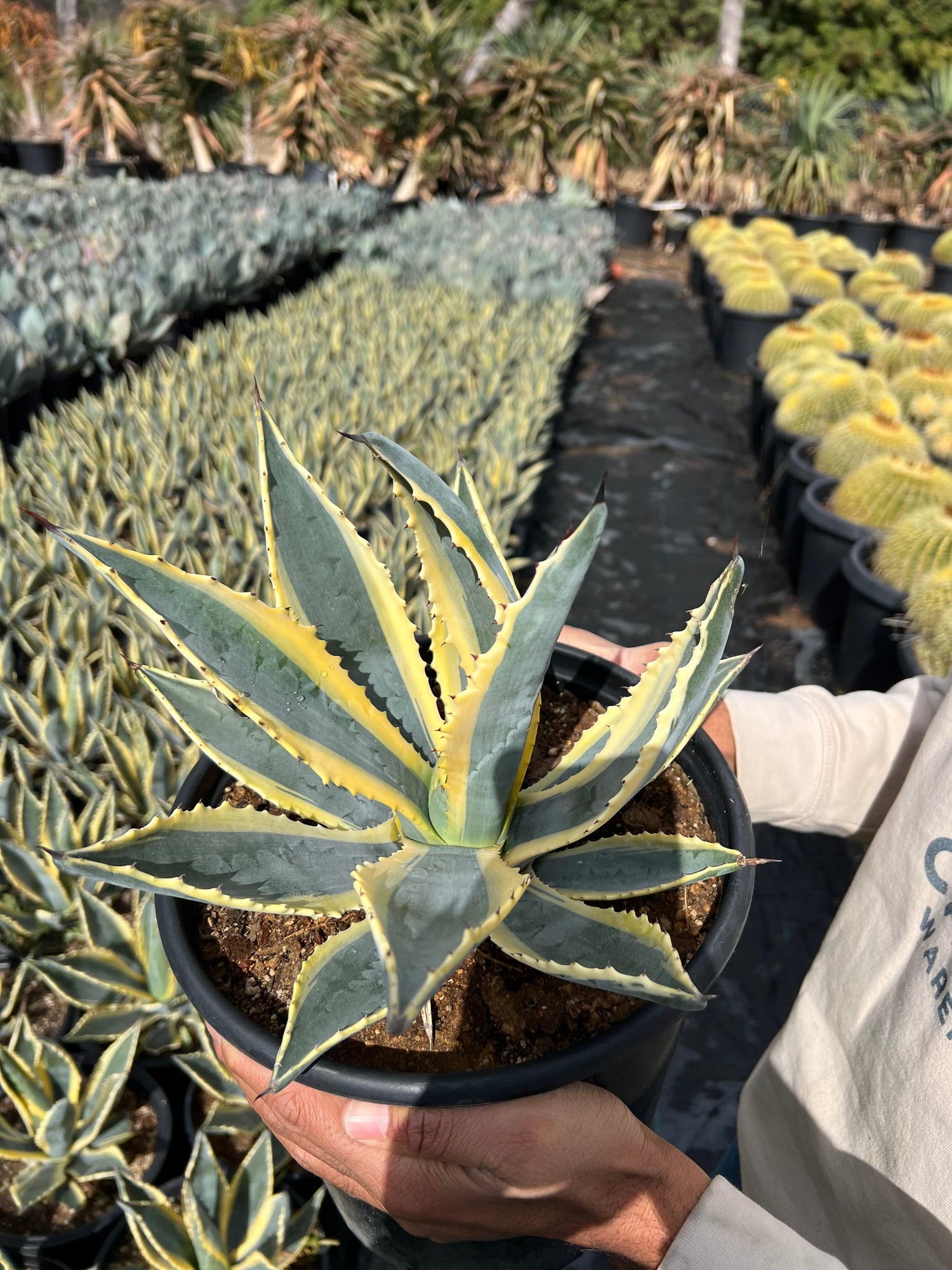 Variegated Century Plant - Agave americana 'Marginata'