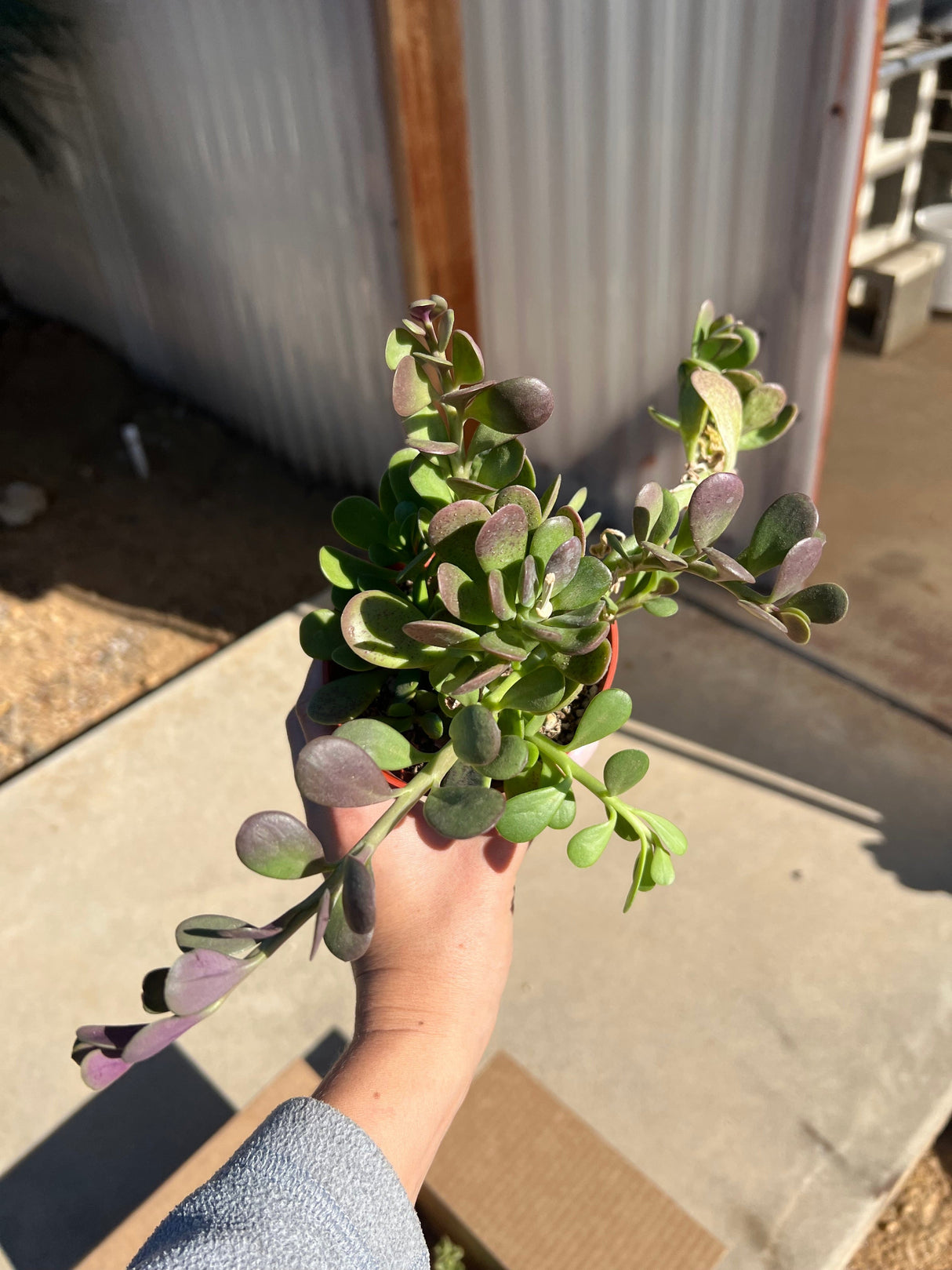 Mixed Fuzzy & Variegated Succulent Bundle