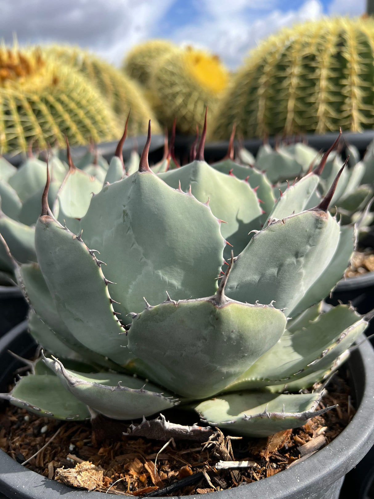 Artichoke Agave - Agave parryi