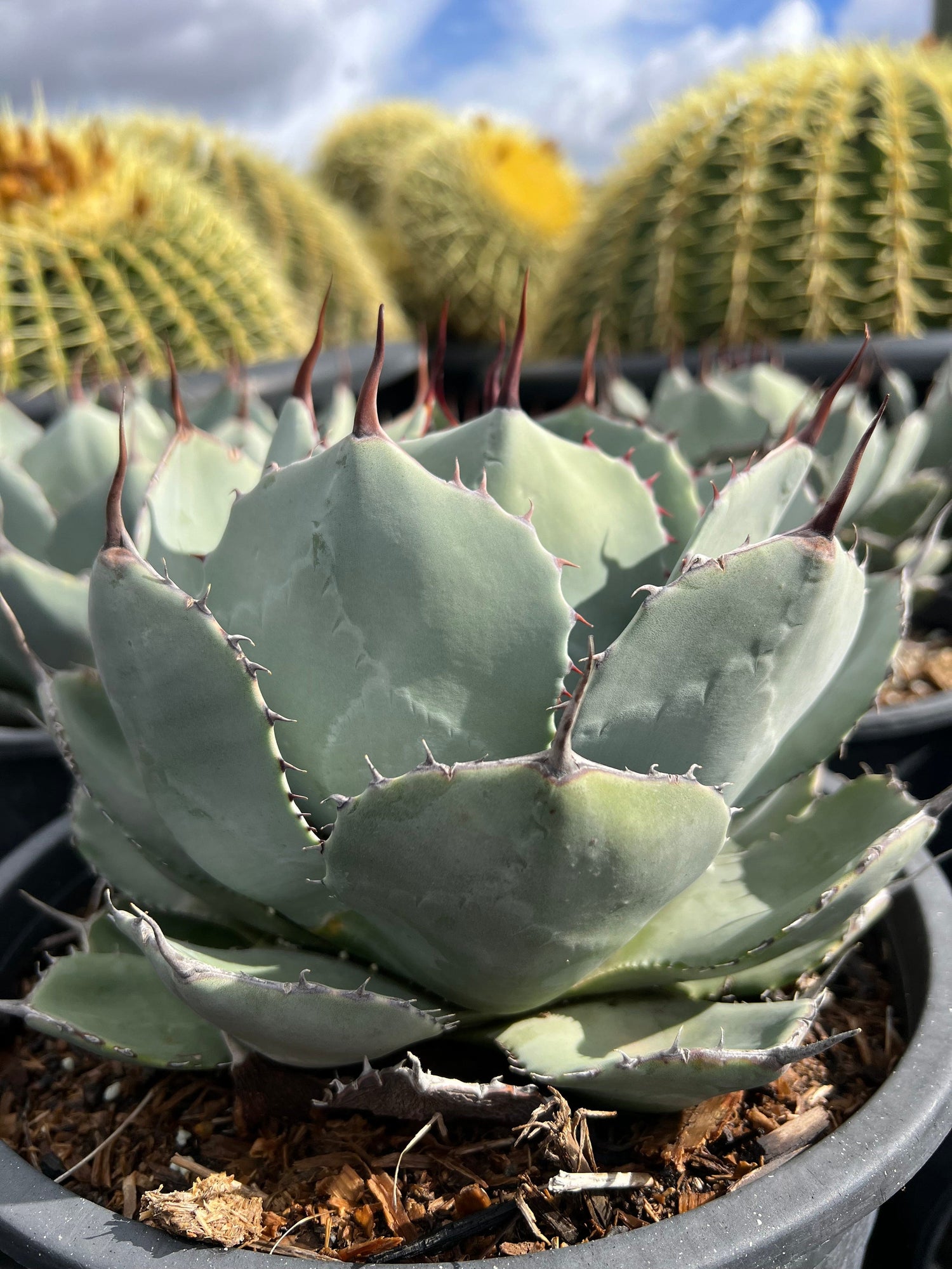 Artichoke Agave - Agave parryi