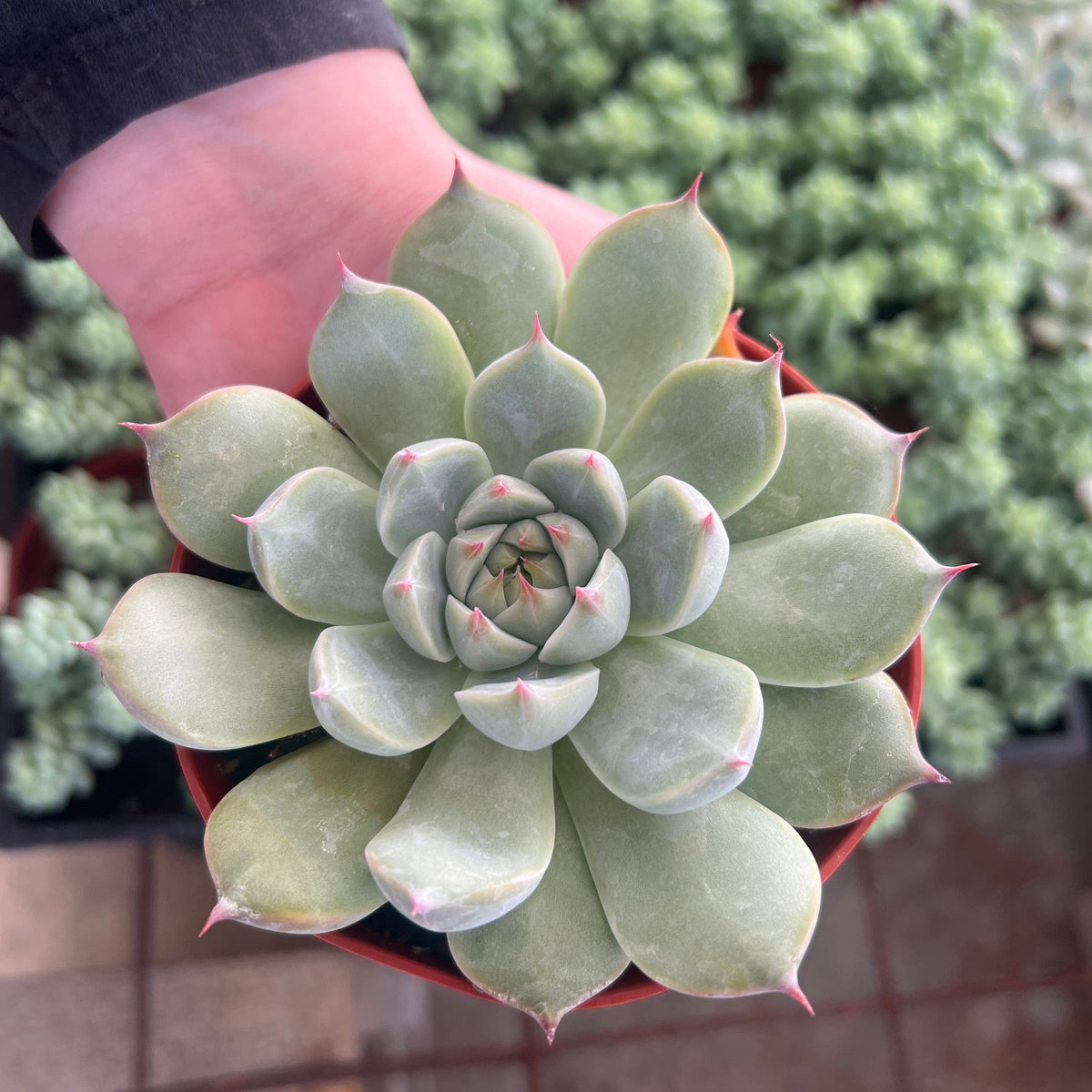 tippy succulent Echeveria 'Tippy'