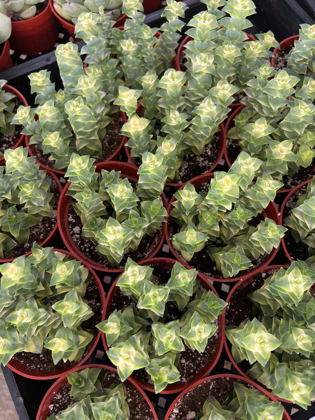 Variegated String of Buttons - Crassula Perforata Variegata