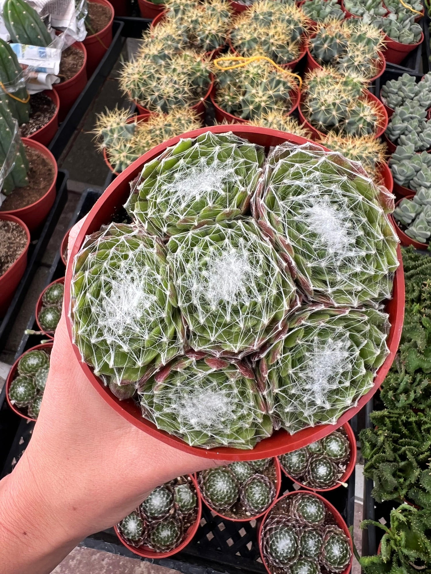 Cobweb Hens and Chicks - Sempervivum Arachnoideum