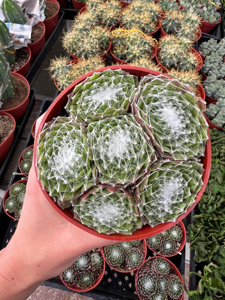 Cobweb Hens and Chicks - Sempervivum Arachnoideum